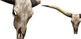 Аксессуар на стену Bull Skull beige Loft-Concept 83.152-3